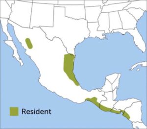 Green Parakeet range map by ABC