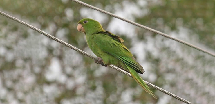 Bird of The Week: Green Parakeet