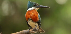 Green Kingfisher